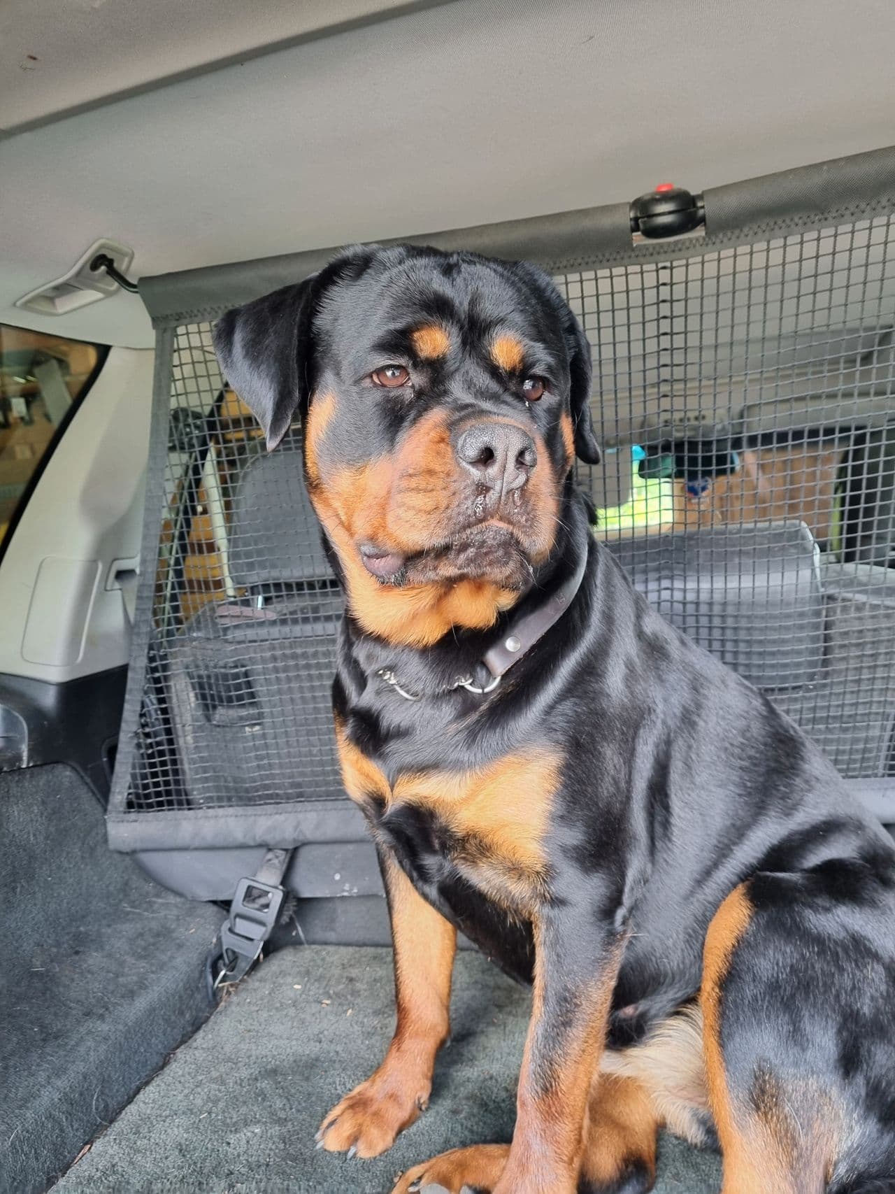 Flott Rottweiler tispe  15 mnd