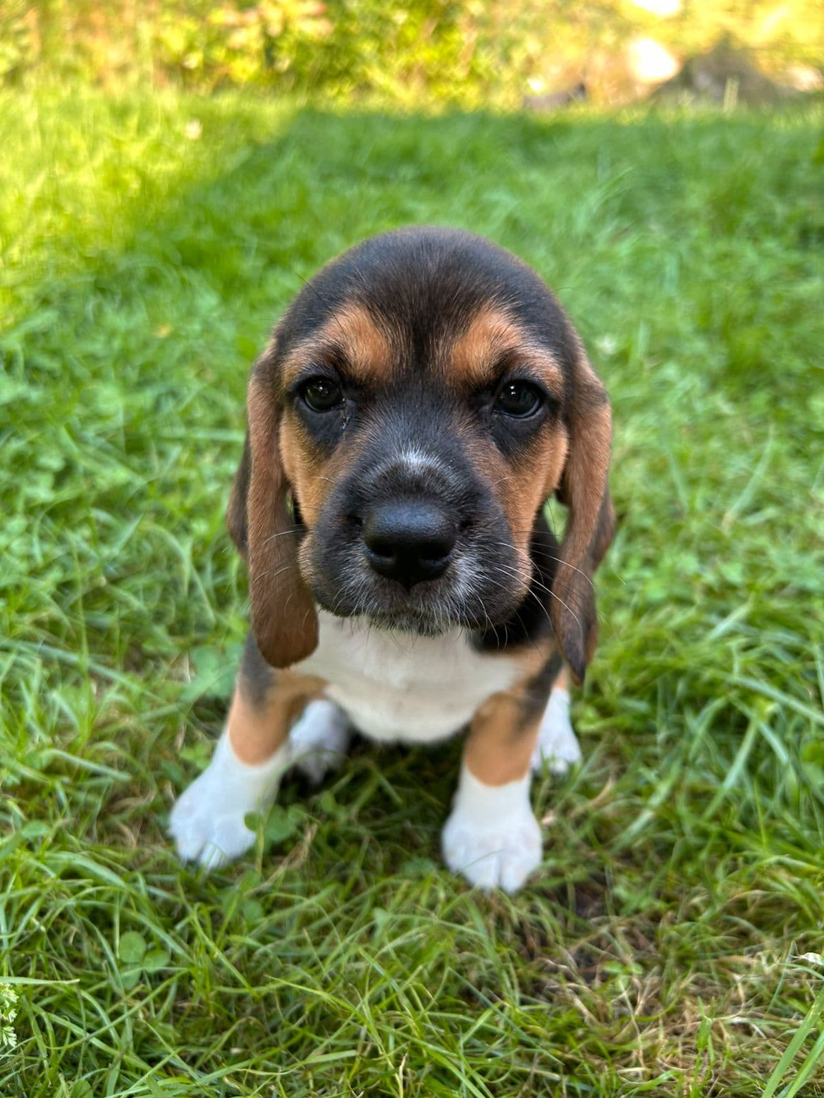 Beagle valper selges!