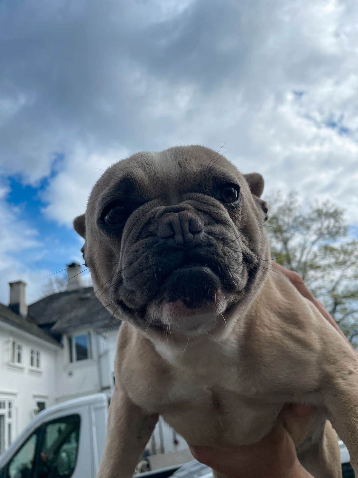 Fransk bulldog Tispe