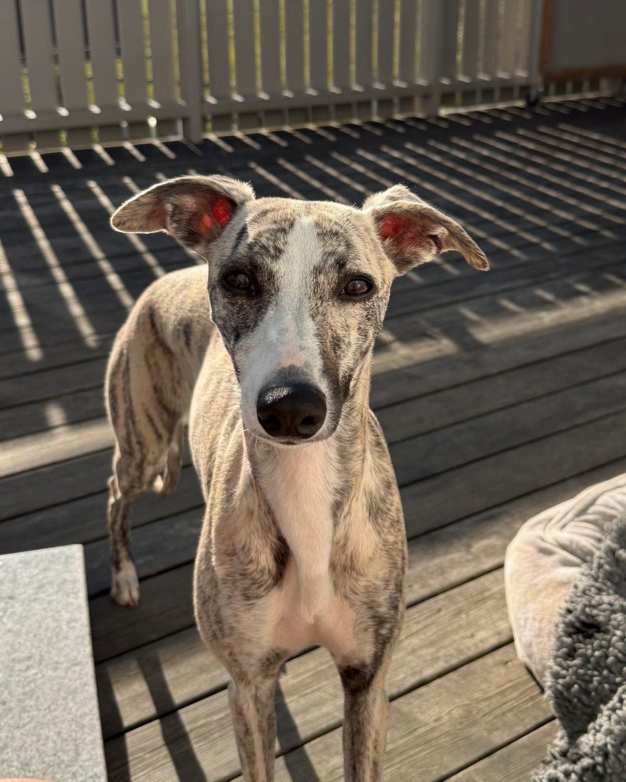 Supersøt whippet tispe selges