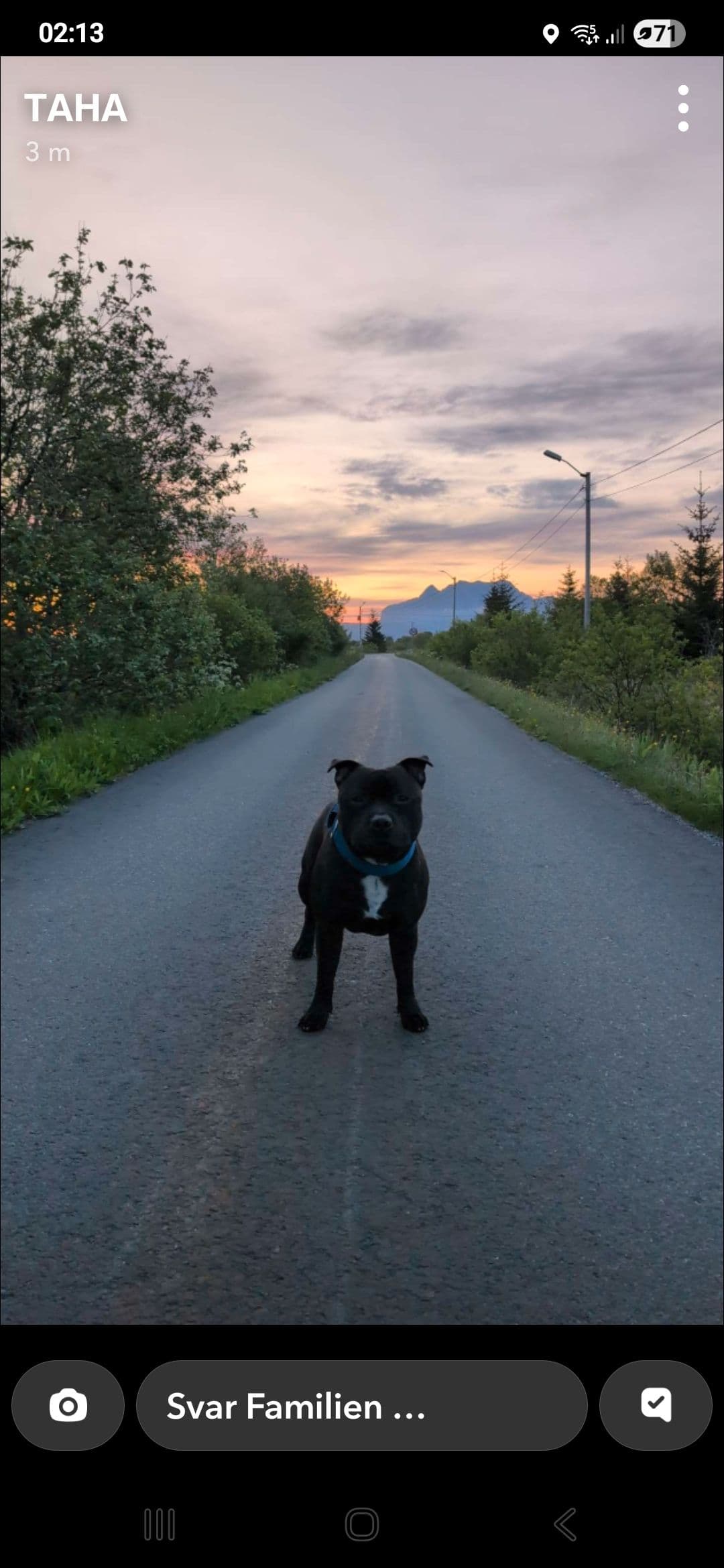 Staffforshire bull terrier valper