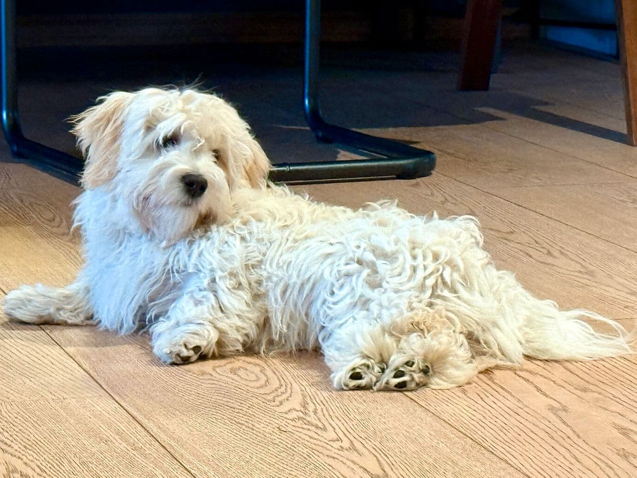 Hengiven og kjærlig bichon havanais gutt på 5 måneder for salg