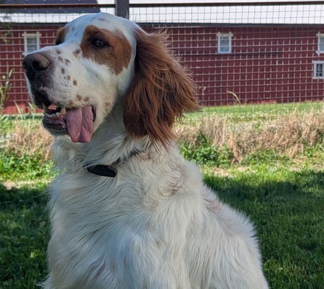 Engelsk setter trenger et nytt hjem.