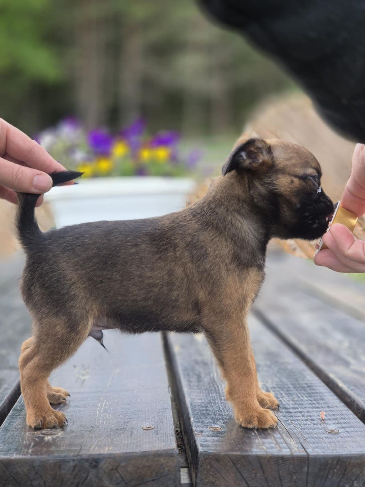 Griffon ( Petit Brabancon )