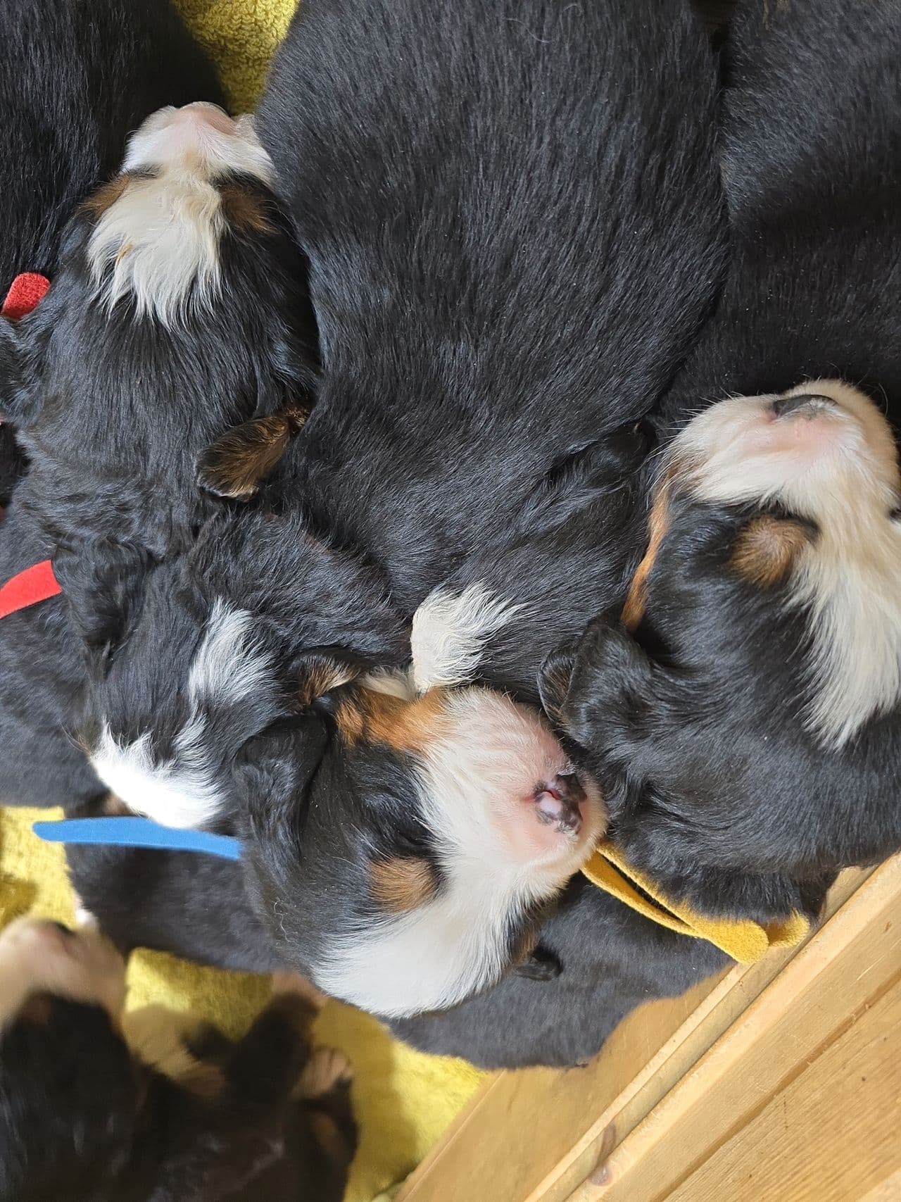Berner Sennen valper til salgs!