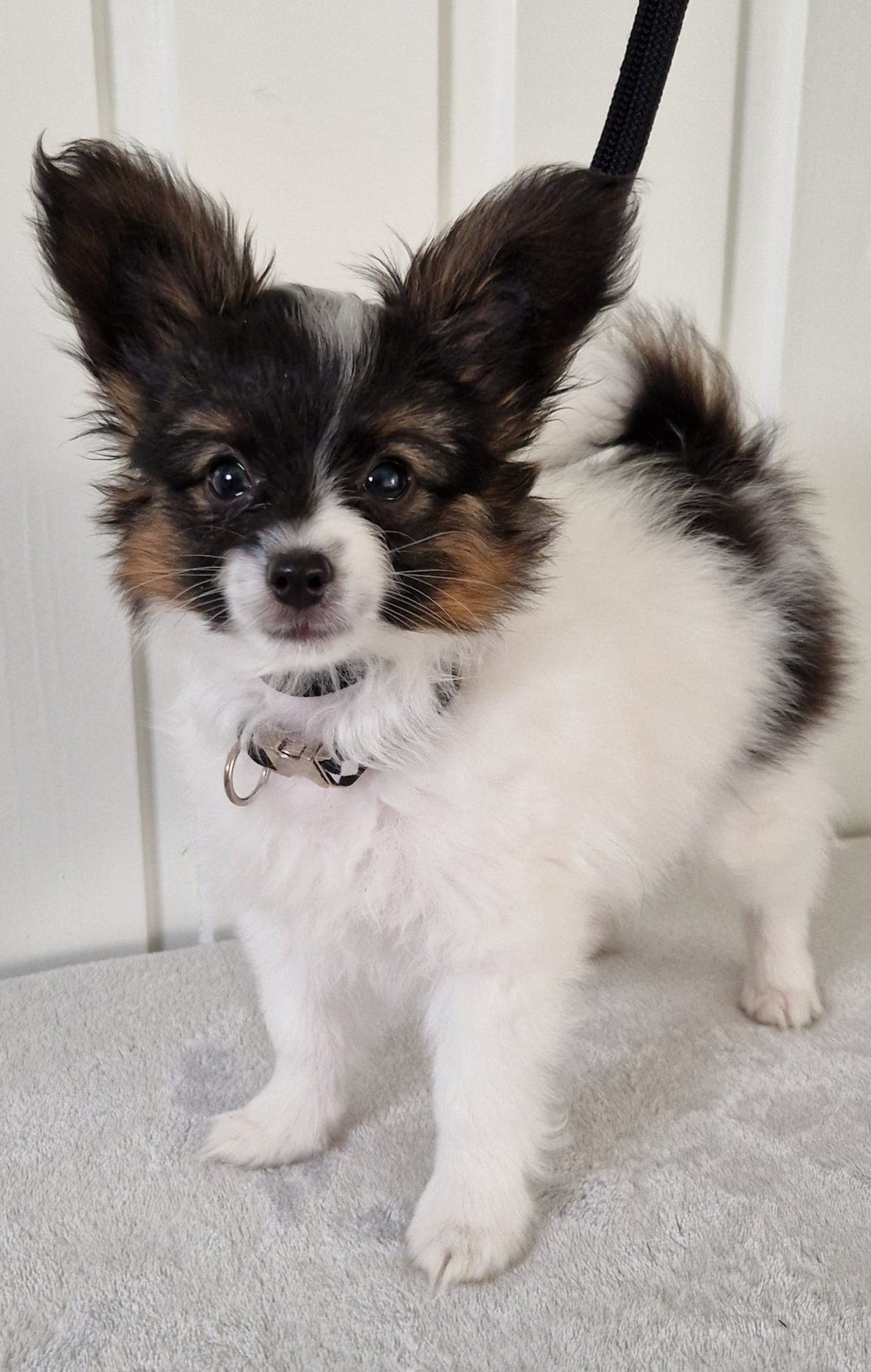 NKK reg Papillon