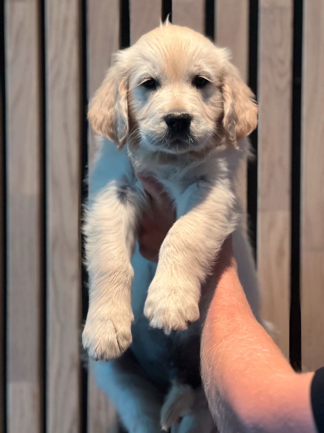 Golden Retriever-valp søker drømmehjem 🐾✨