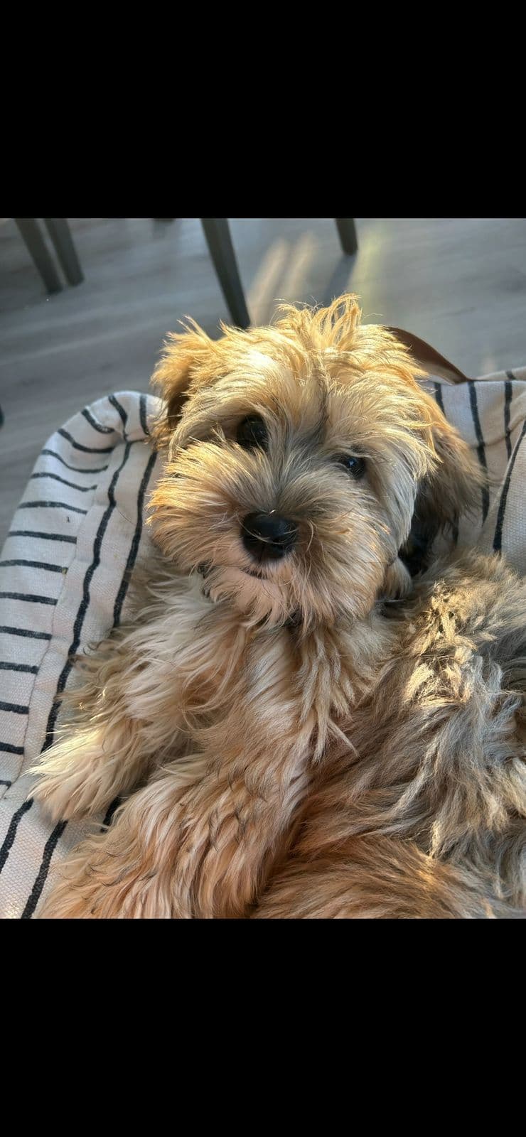 Bichon Havanais valper