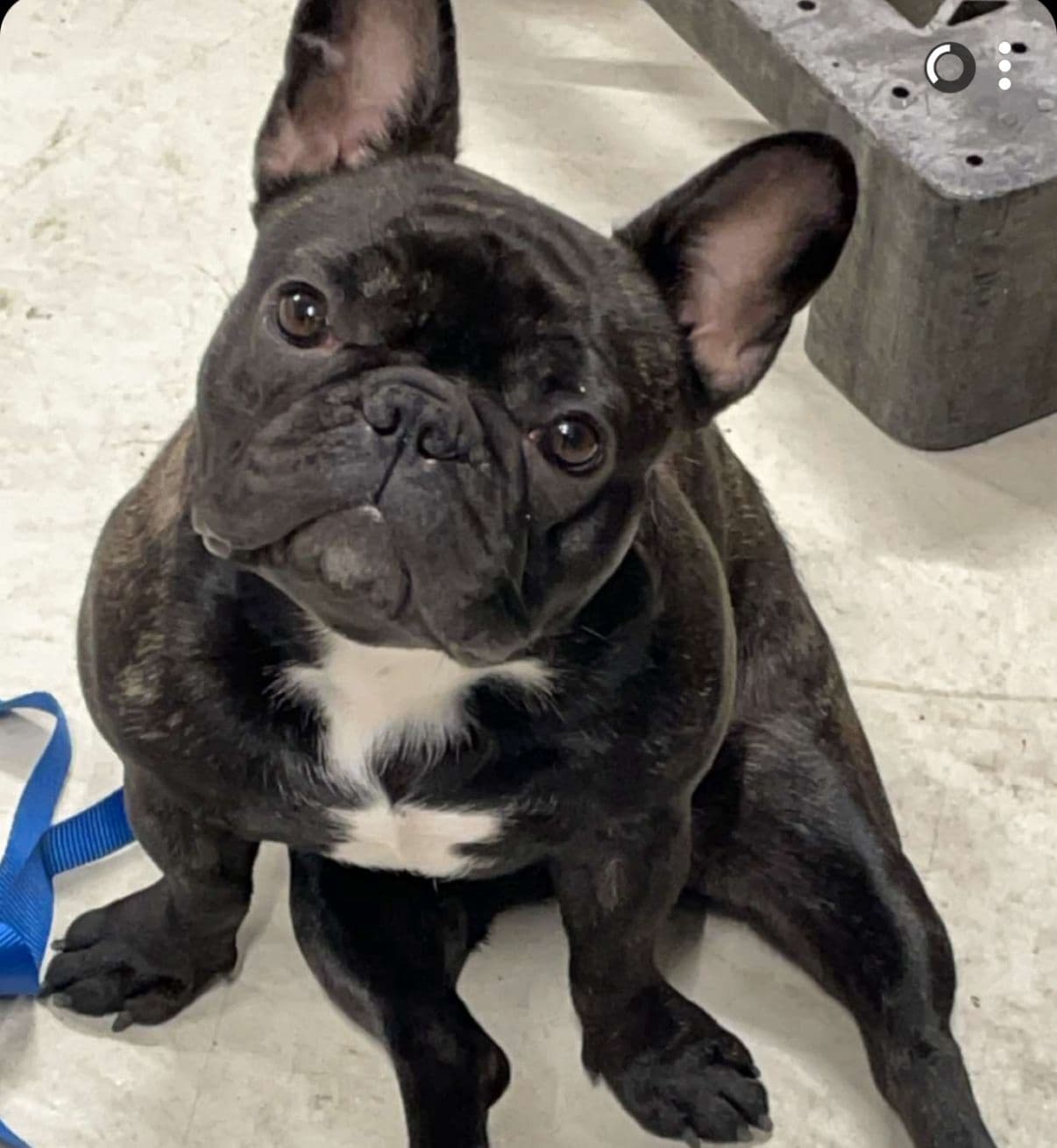 Fransk bulldogtispe selges