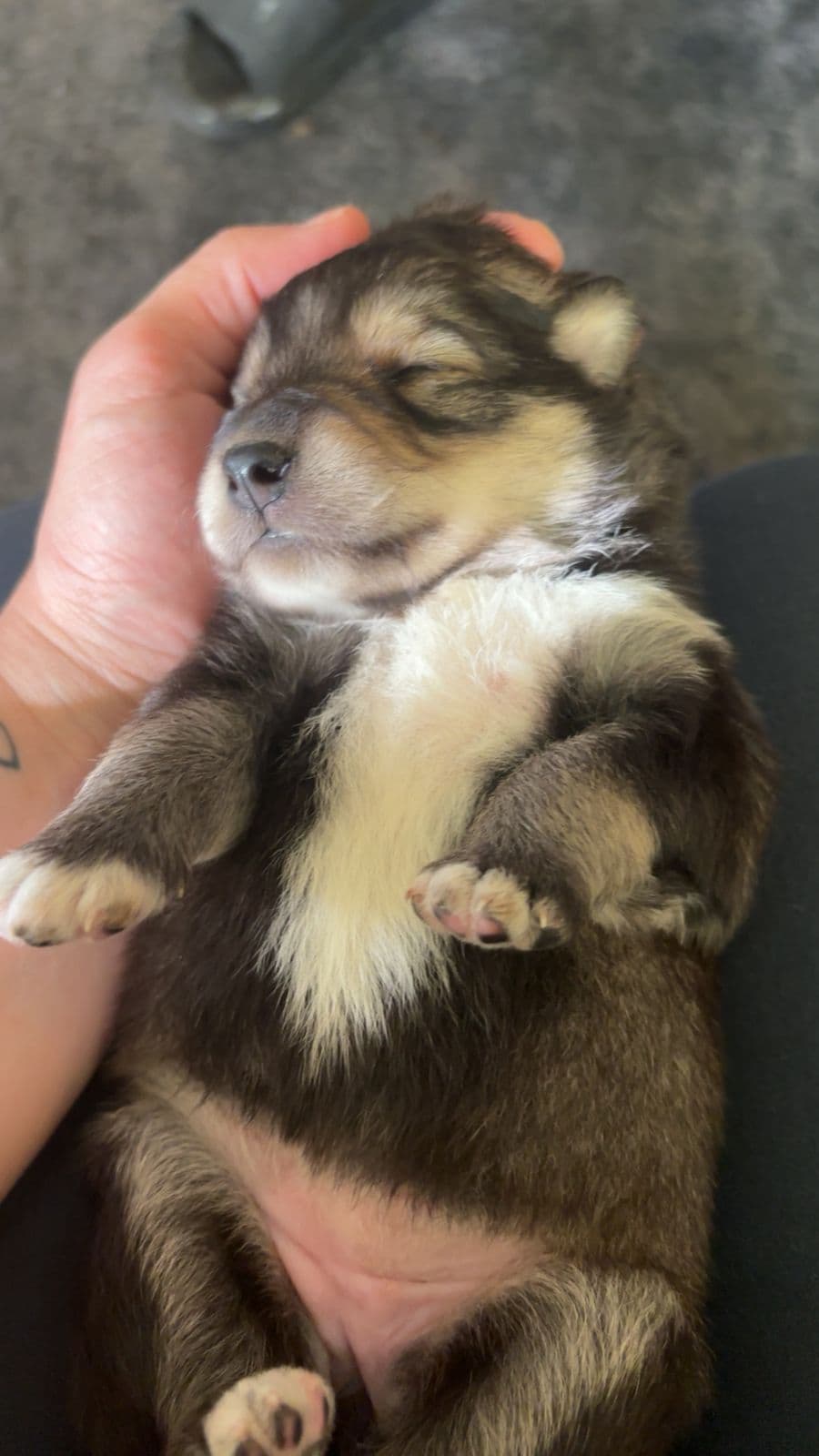 Finsk lapphundvalper🙂