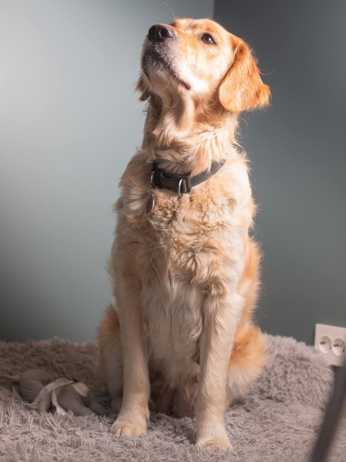 Golden retriever valper