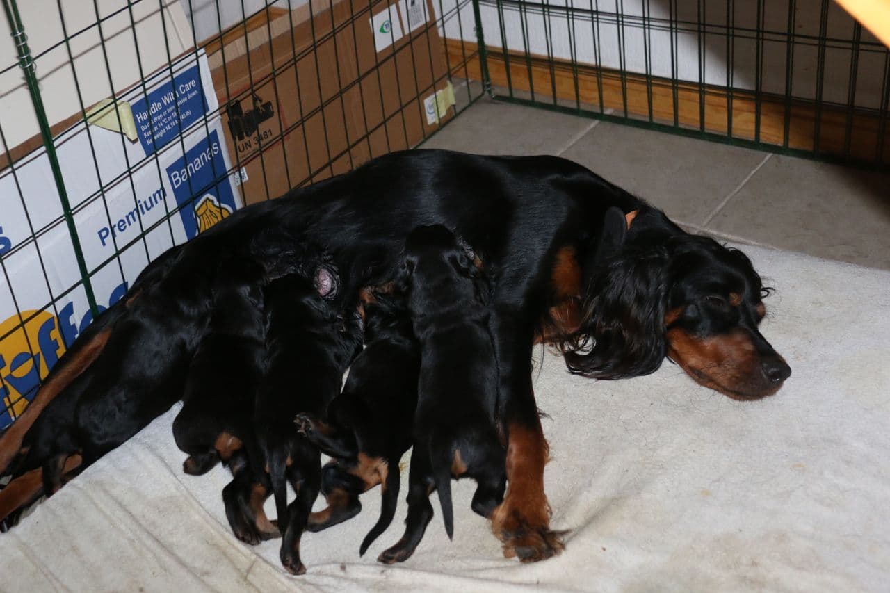 Gordon setter-valper til salgs-4 hanner og 2 tisper