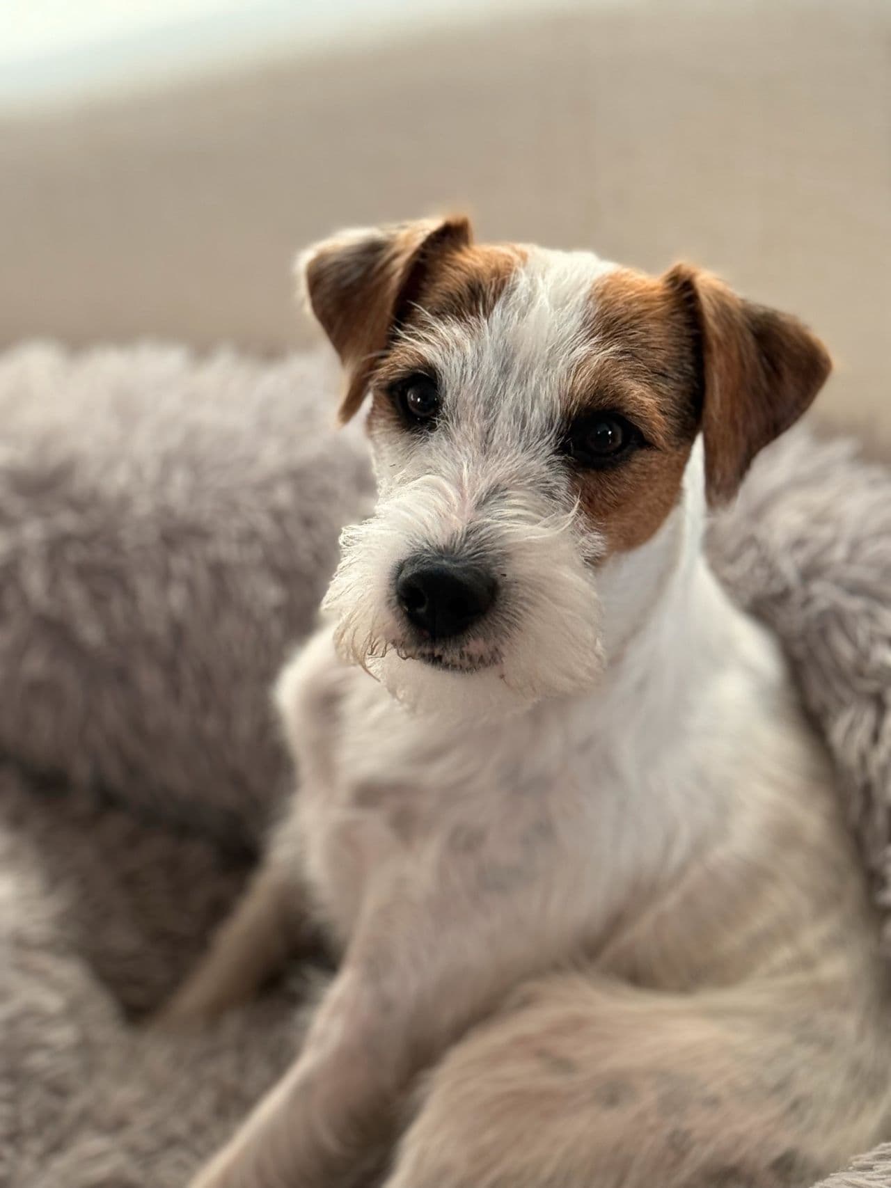 Hund selges