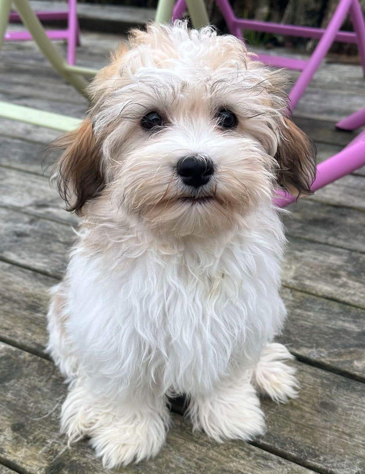 Ekte Bichon Havanais