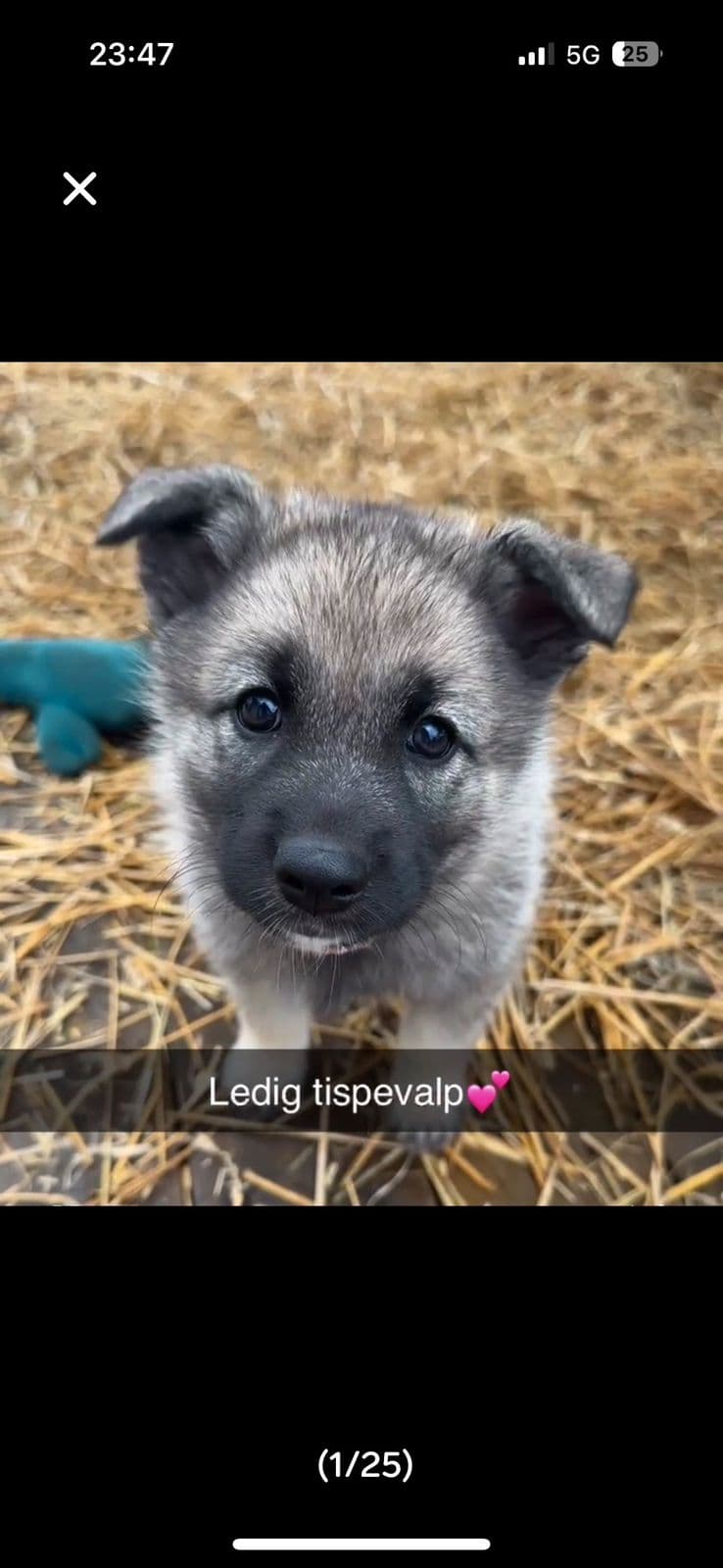 Norsk elghund grå-Ledig tispevalp 💕🐾