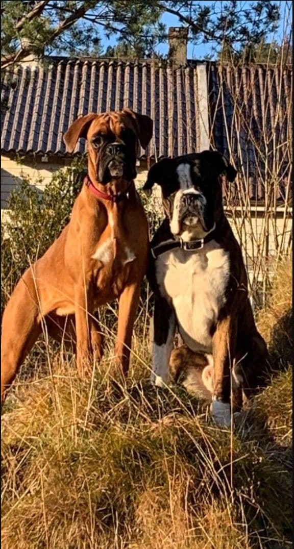 Nydelige boxervalper til salgs