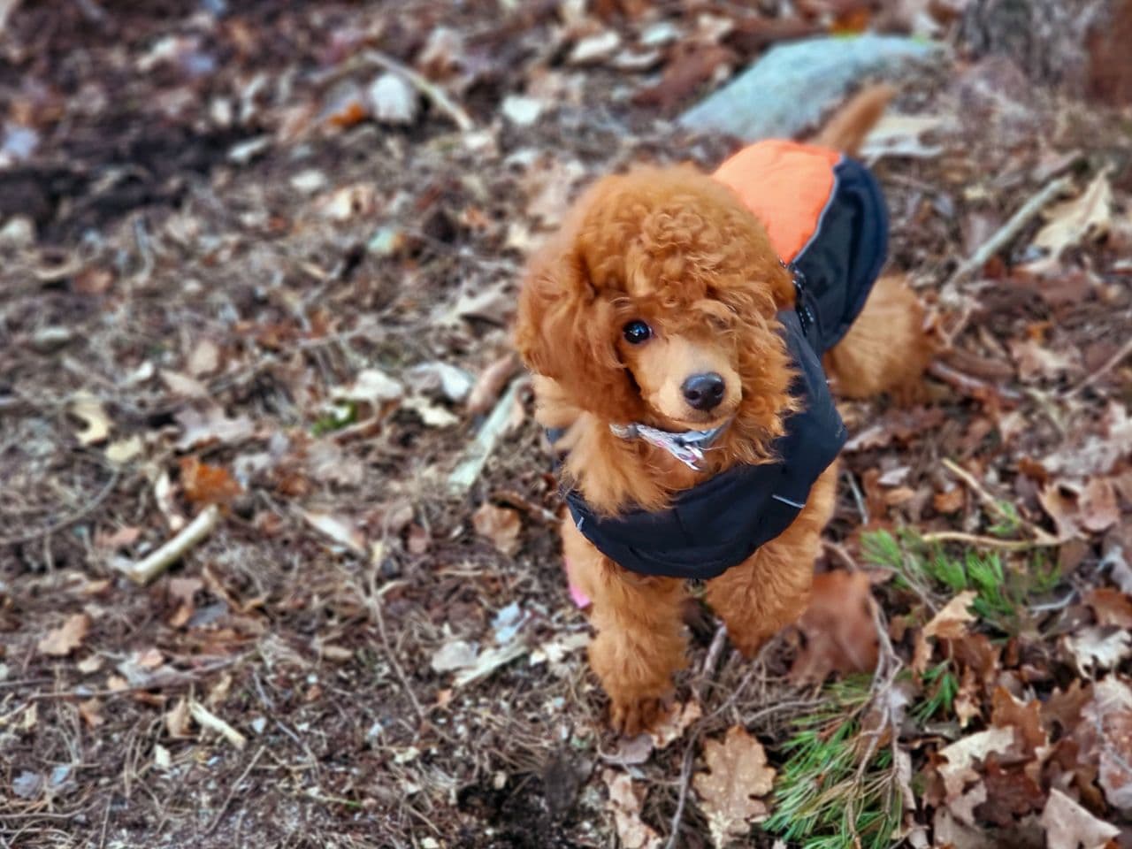 To skjønne dverg puddel valper ser etter trygge og kjærlige hjem🐾💓