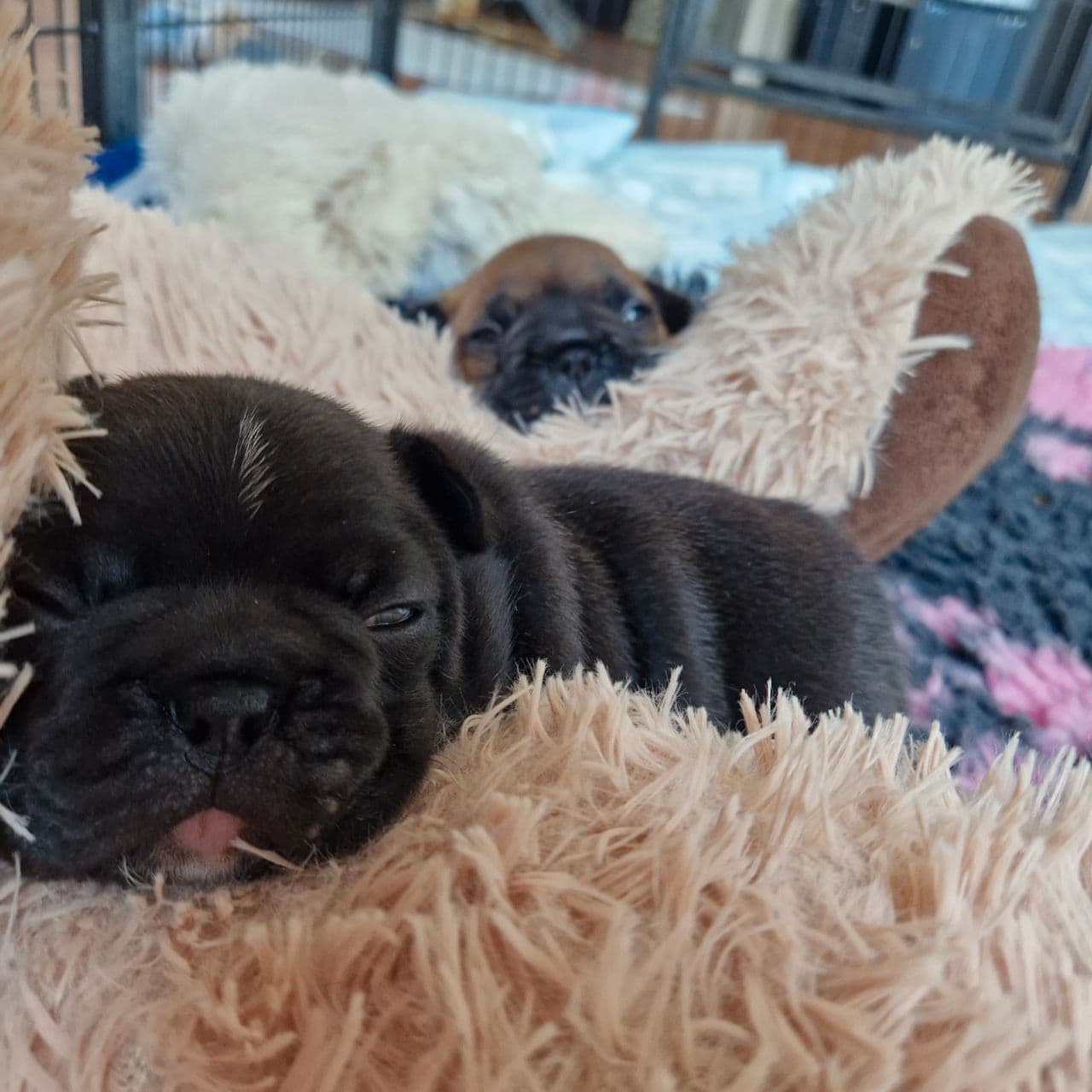 Fransk bulldog tispe valp