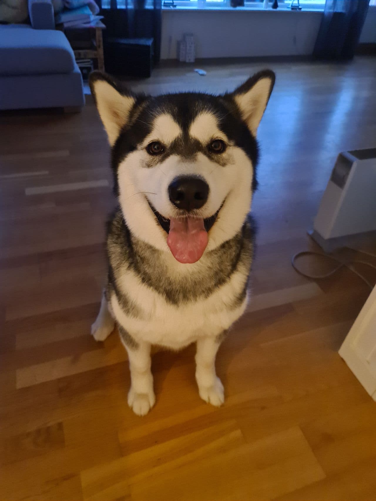 Alaskan Malamute tispe vurderes solgt