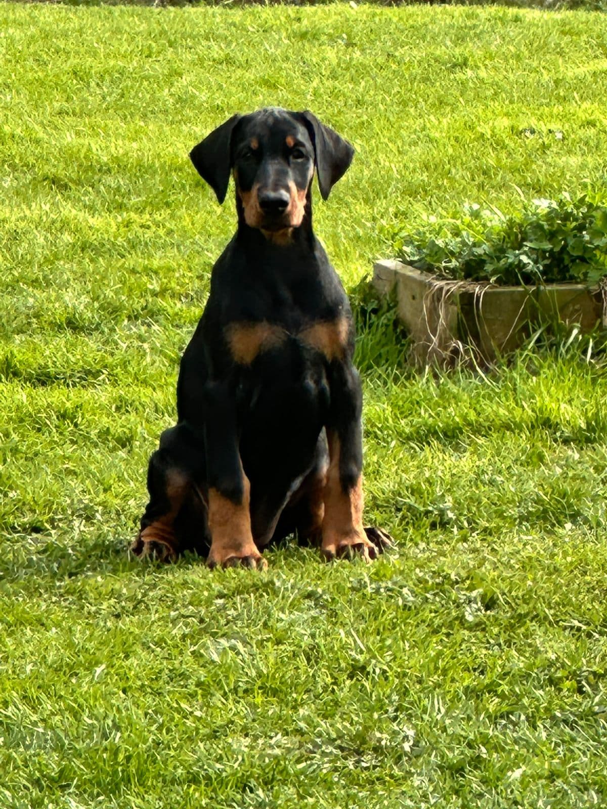 Vakker dobermann tispevalp