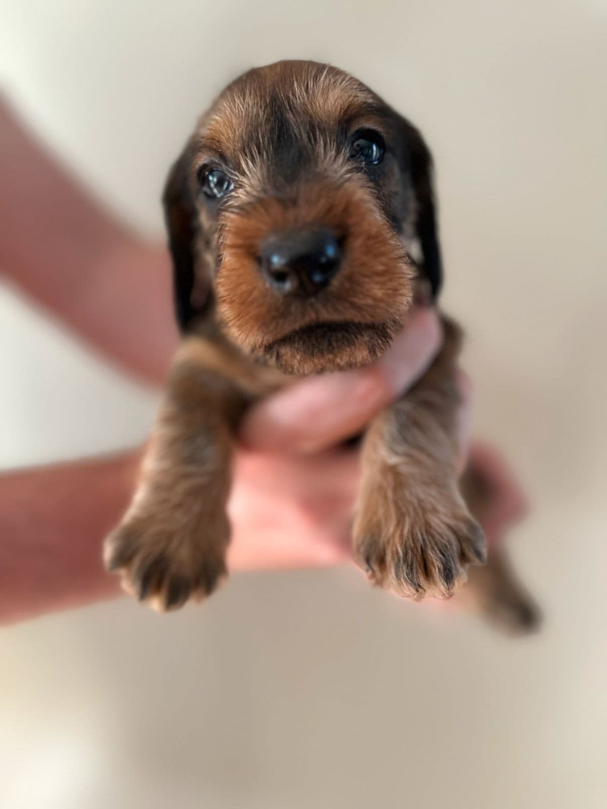 Strihåret dachshund-valper – 3 hannhunder ledige, NKK-registrert 🐾