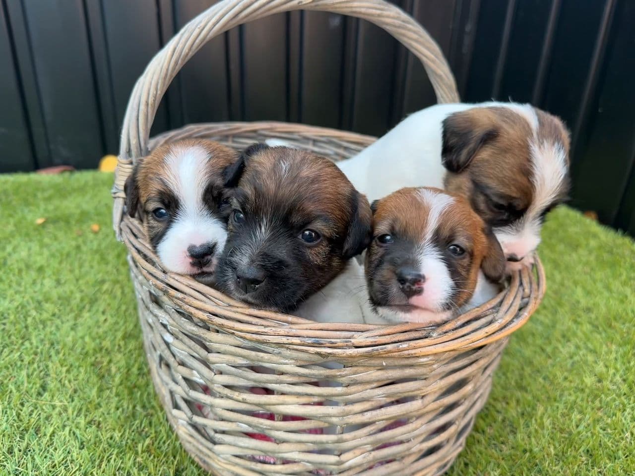 NKK registrerte Jack Russell terrier valper