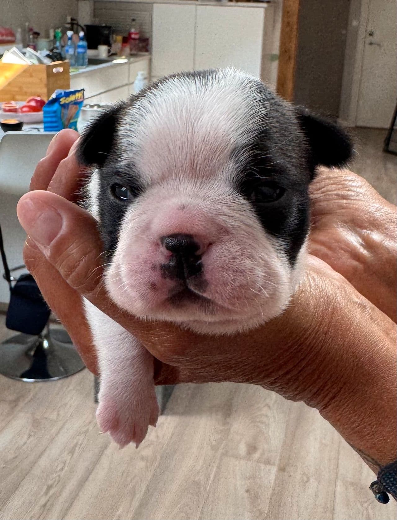 Boston terrier valper