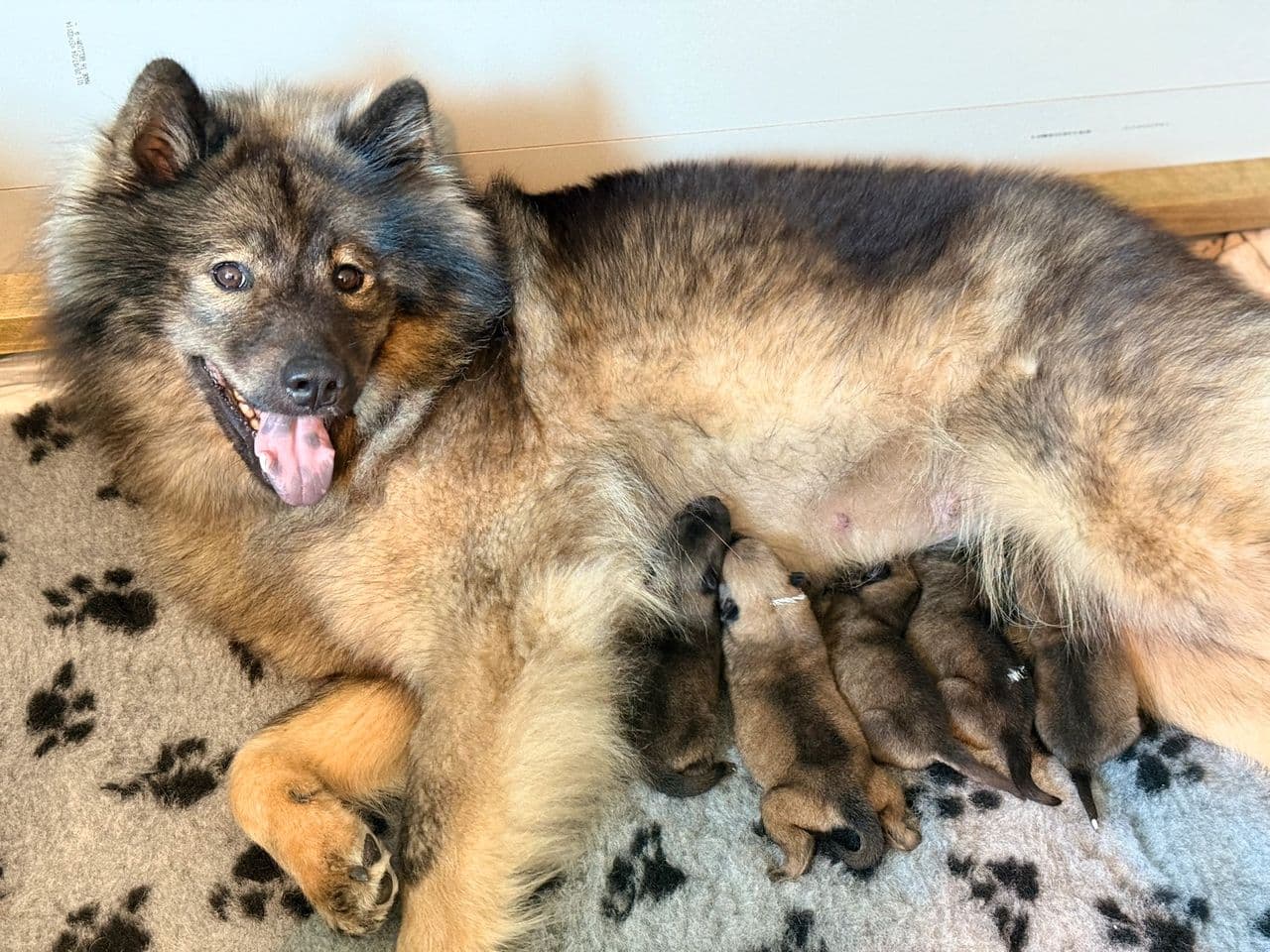 Eurasier valper