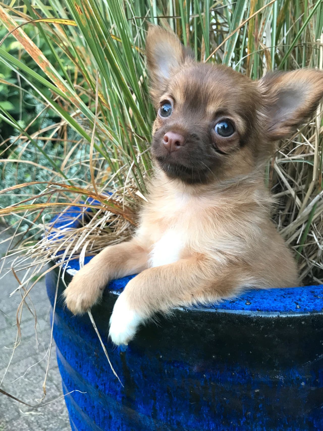 Chihuahua hannvalp med stamtavle