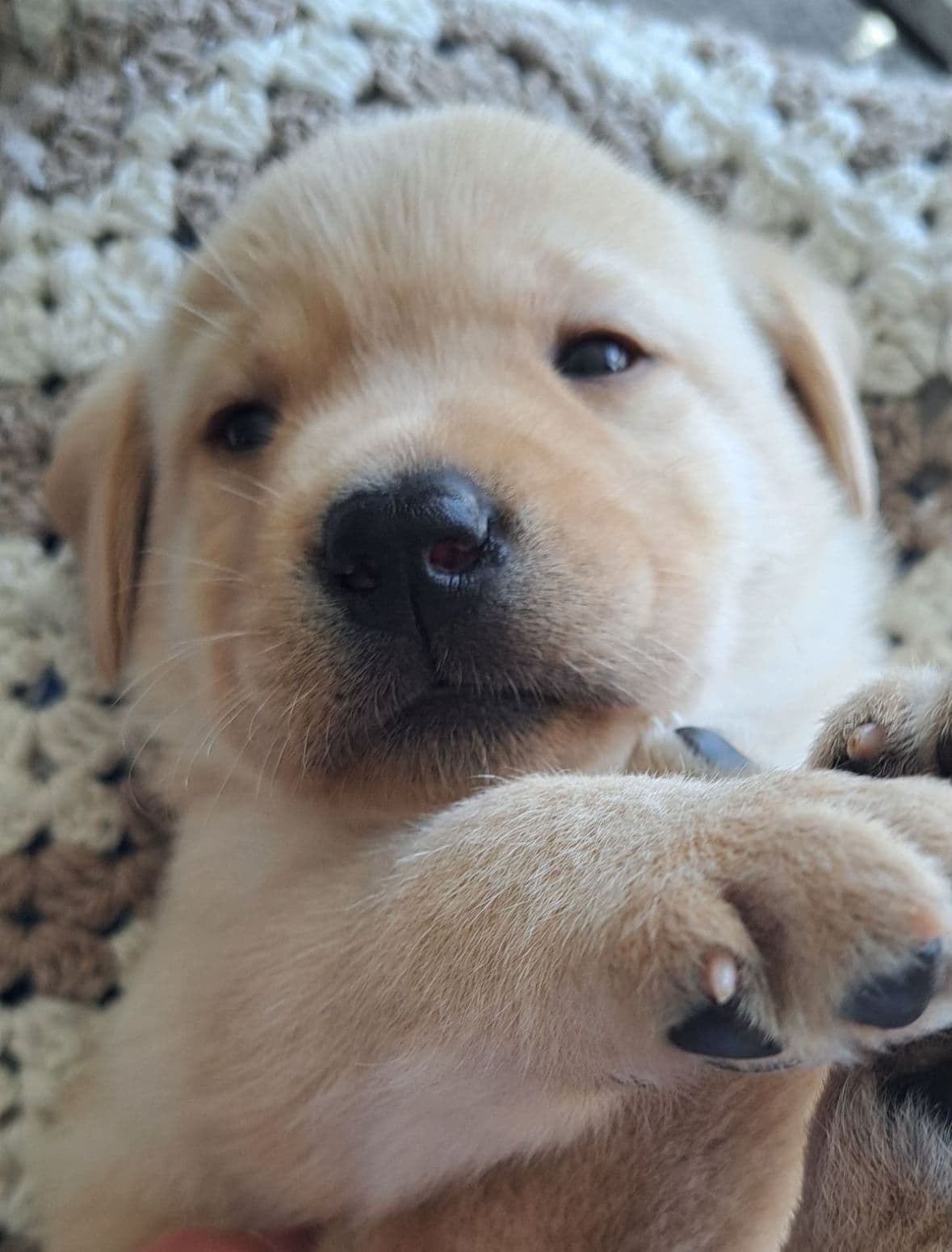 Labrador valper selges!