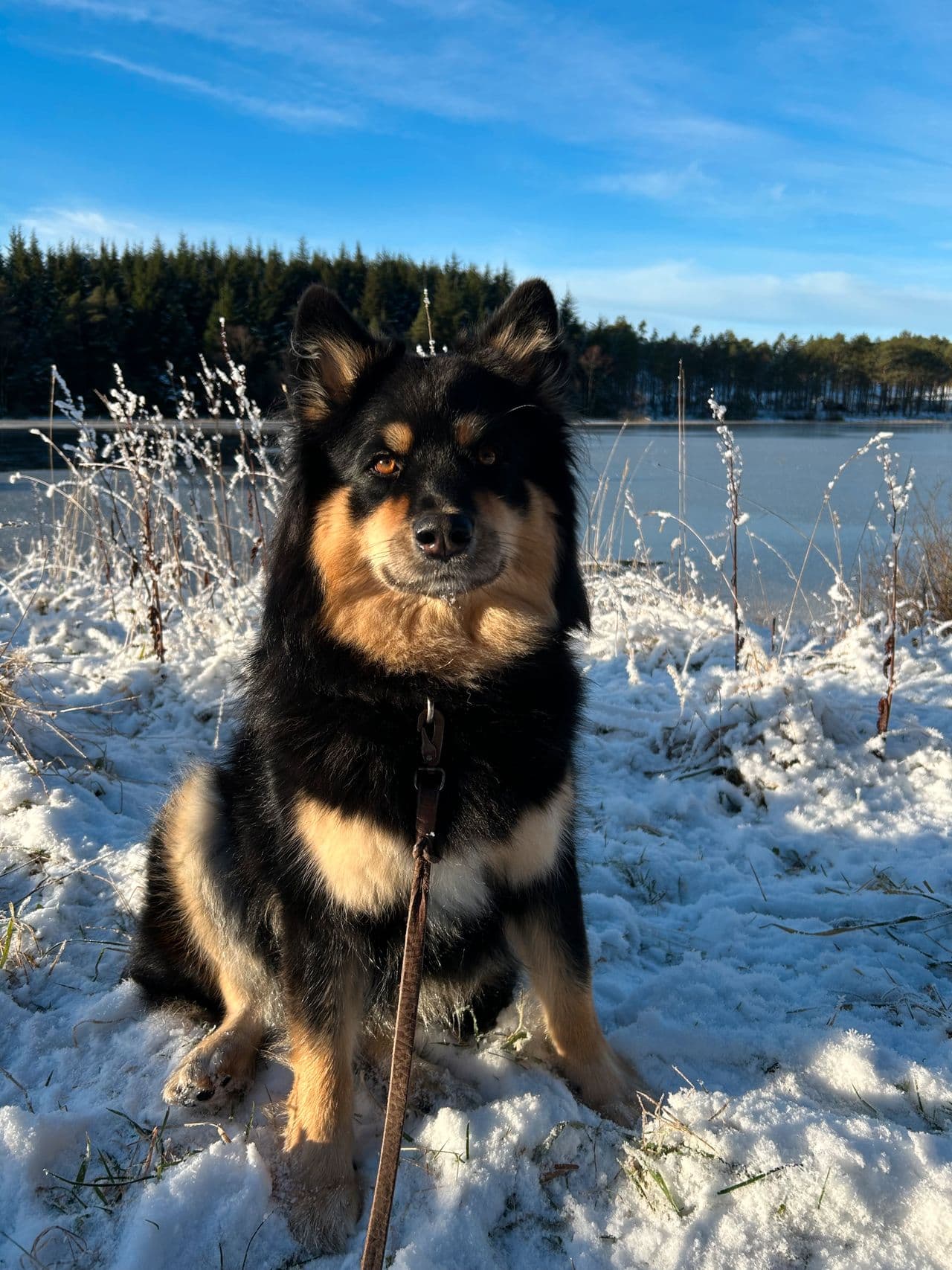 Finsk lapphund tispe omplasseres til rett hjem