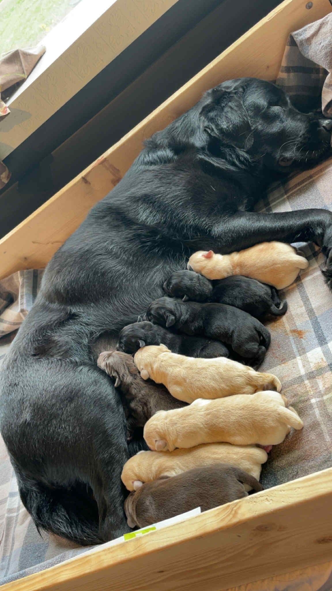 Labrador Retriever valper til salgs