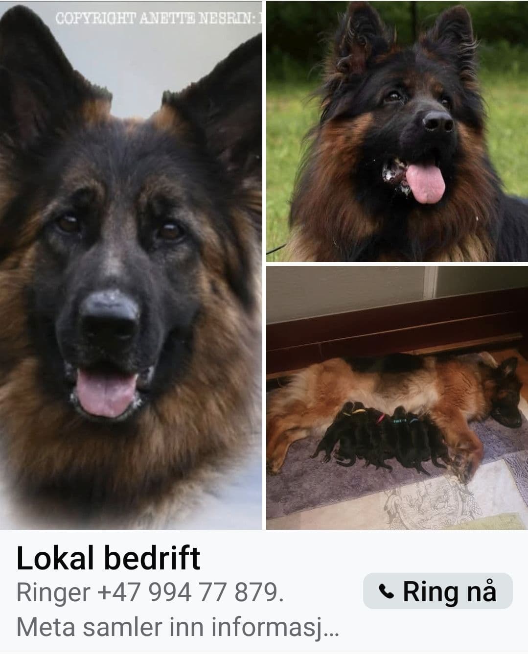❗️❗️Vi har 1 langhåret hanne ledig for salg ❗️❗️