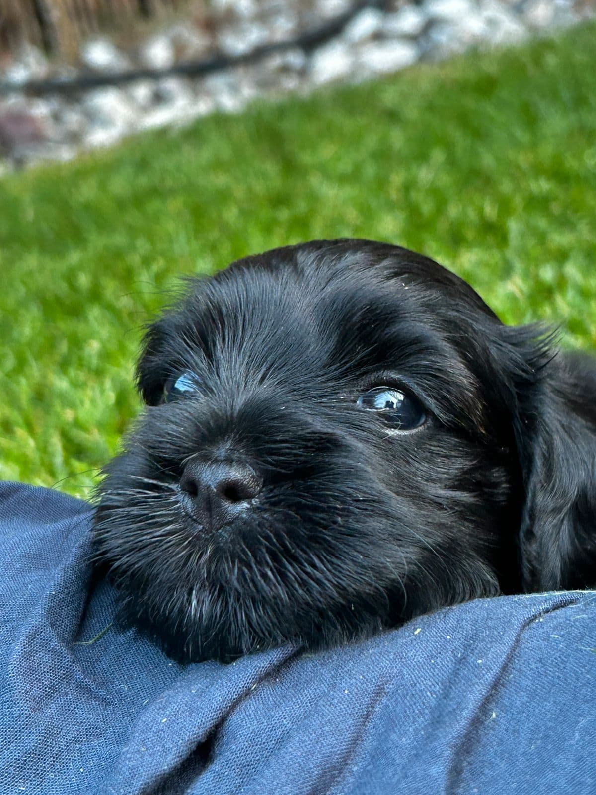 Renraset Bichon Havanais tispe
