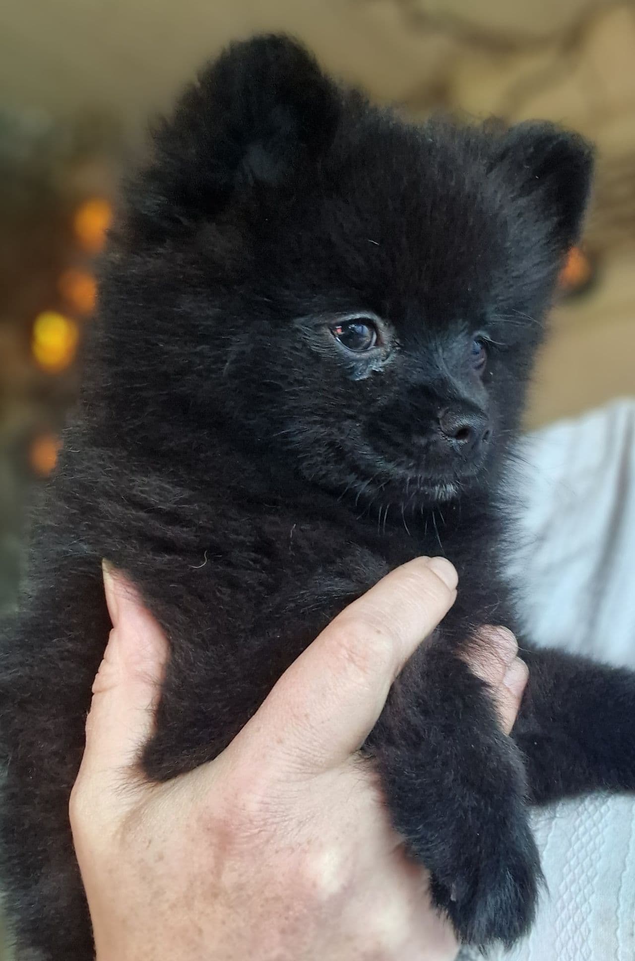 NKK reg.Pomeranian jente❤️