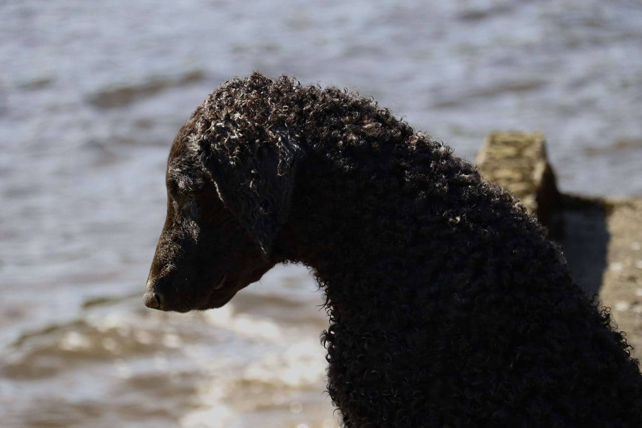 Curly coated retriever gutt selges til hjem med humor