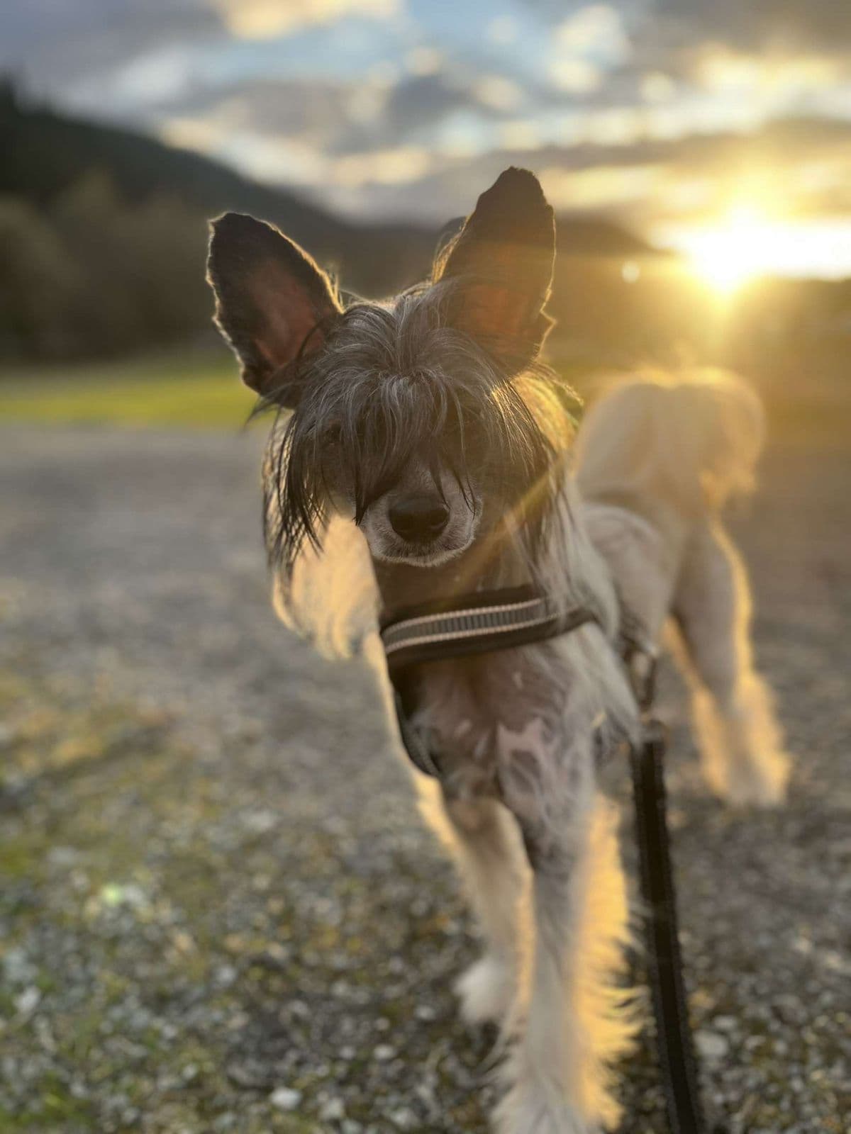 Chinesisk nakenhund