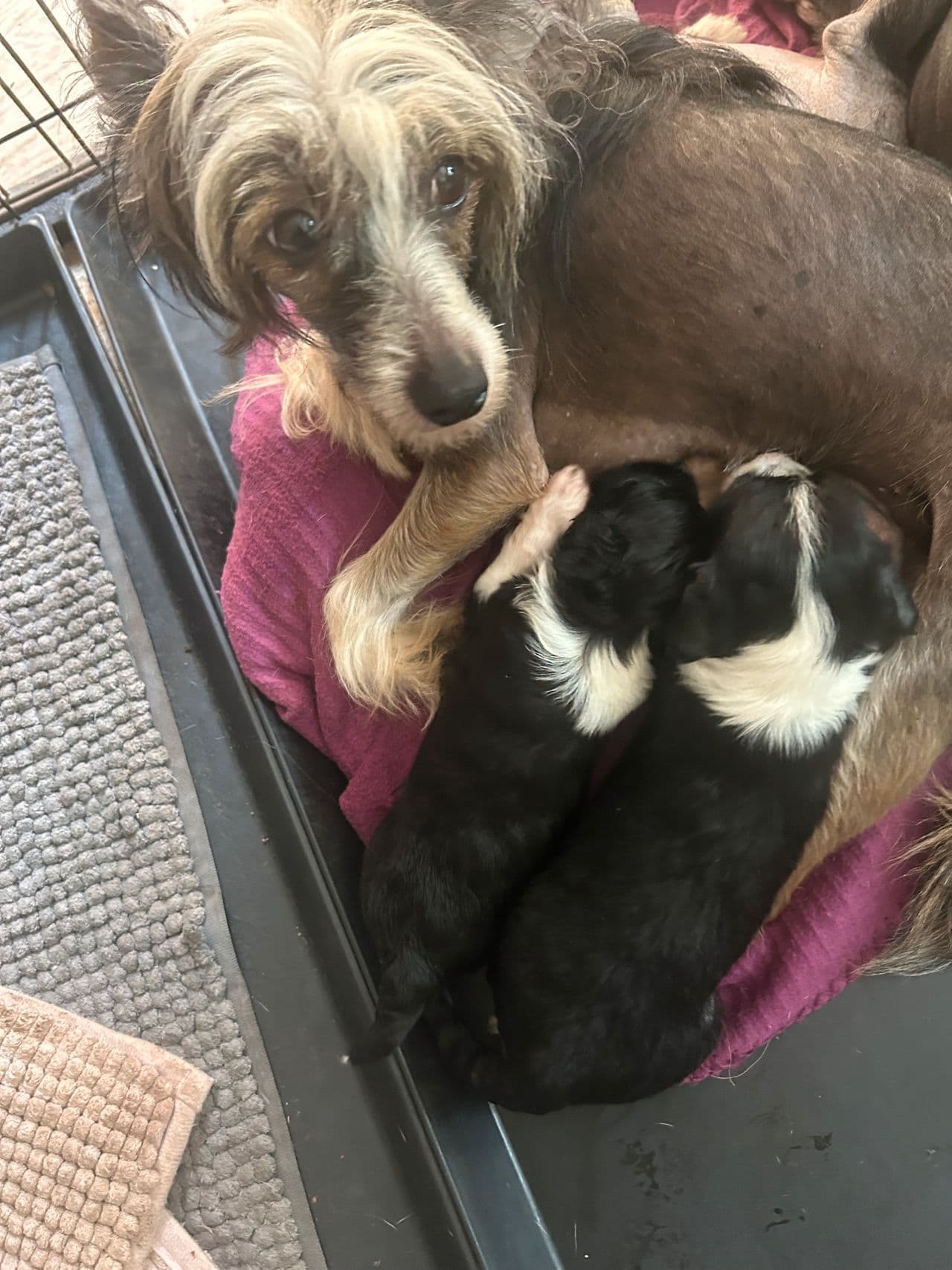 Vakre chinese crested valper til salg