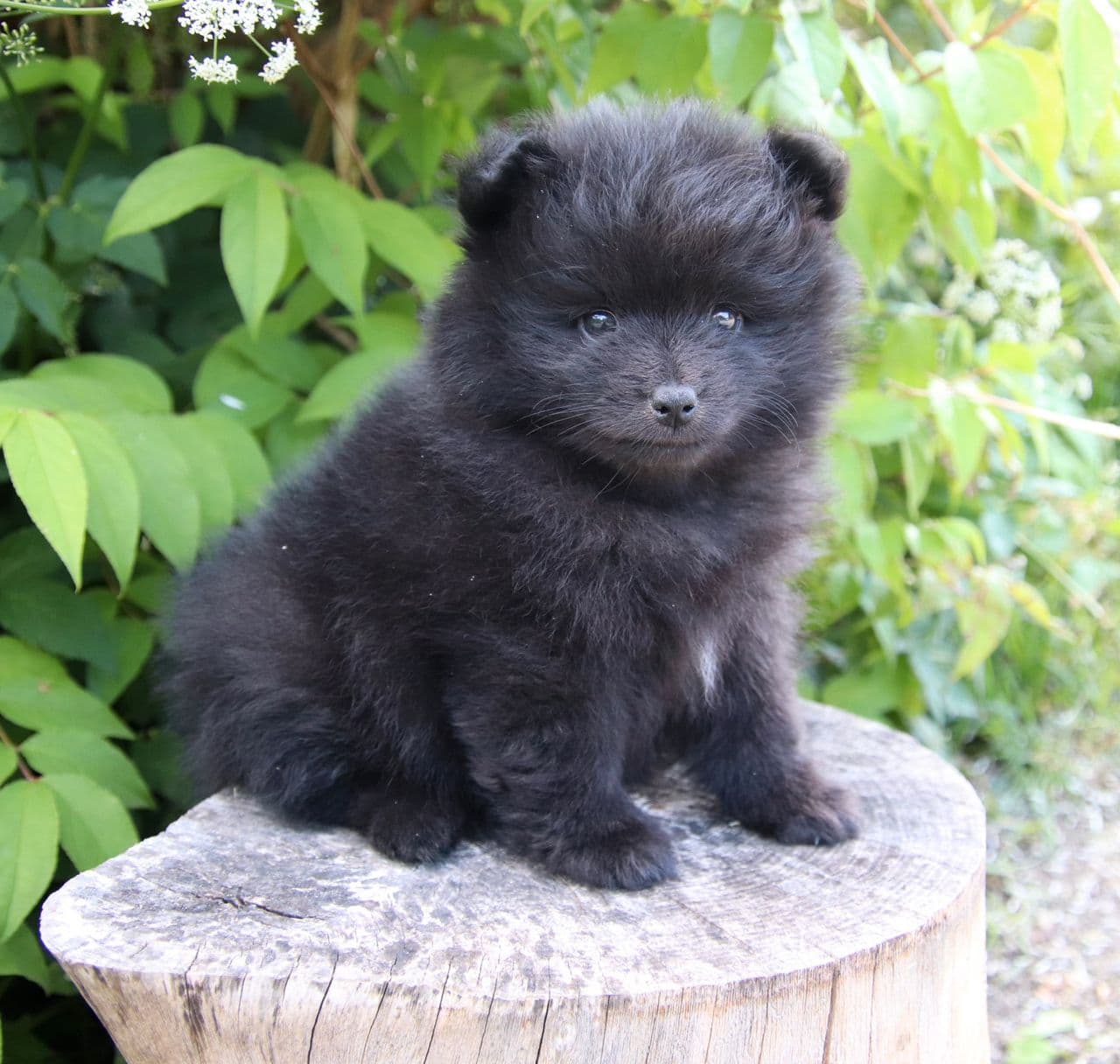 Mittelspitz Valper