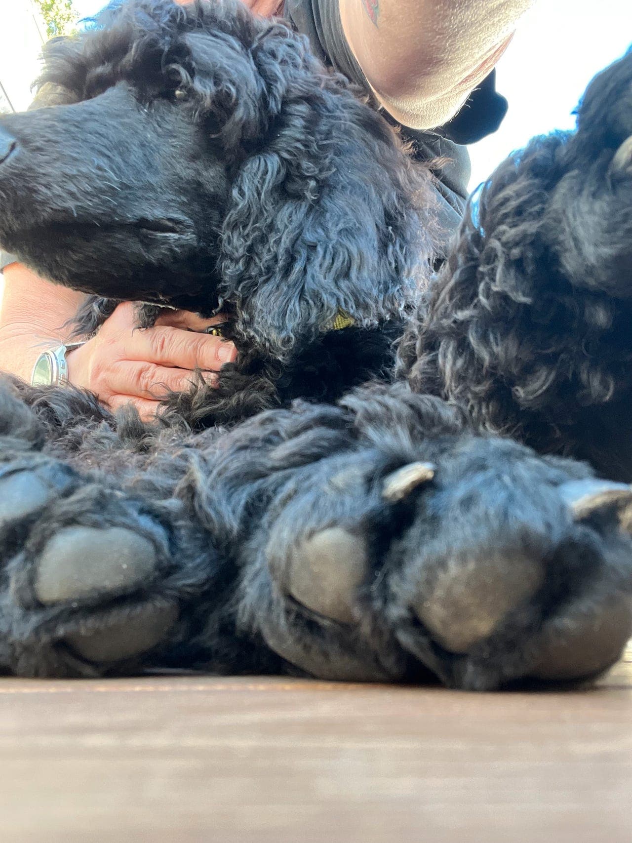 🐩 Storpuddelvalper – klare til å flytte hjem 🐾