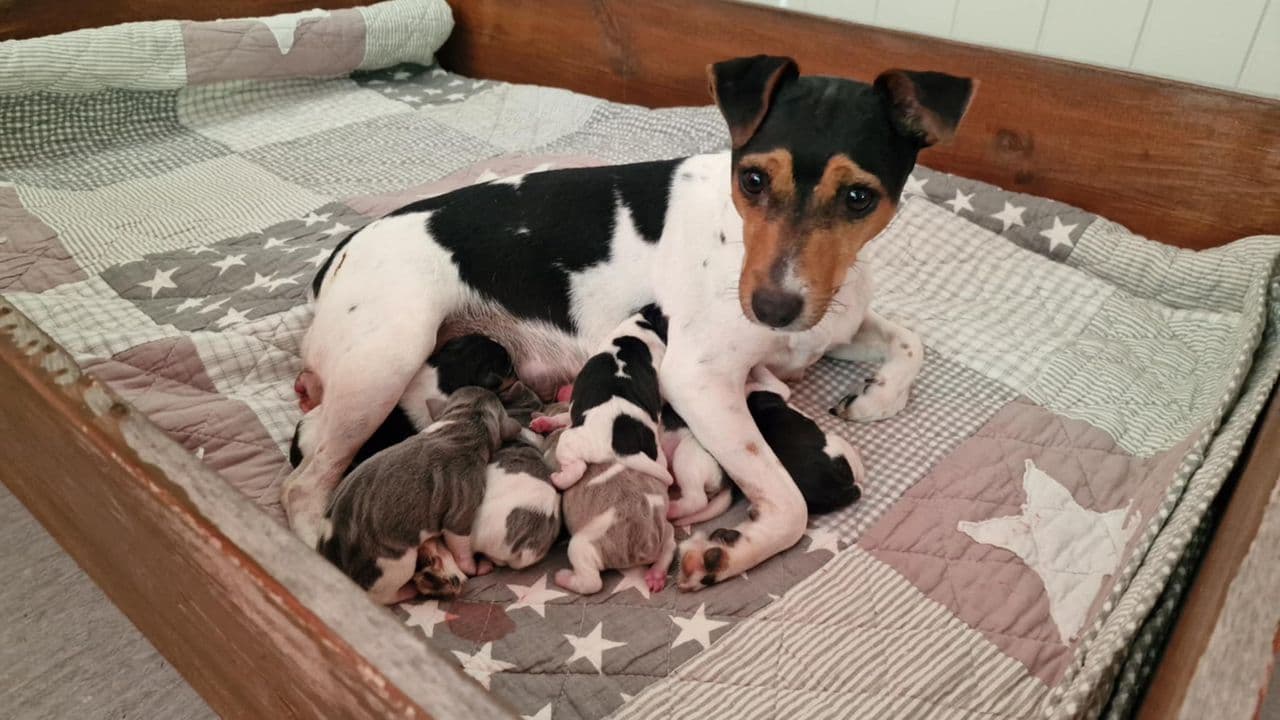 Terrier Brasileiro valper