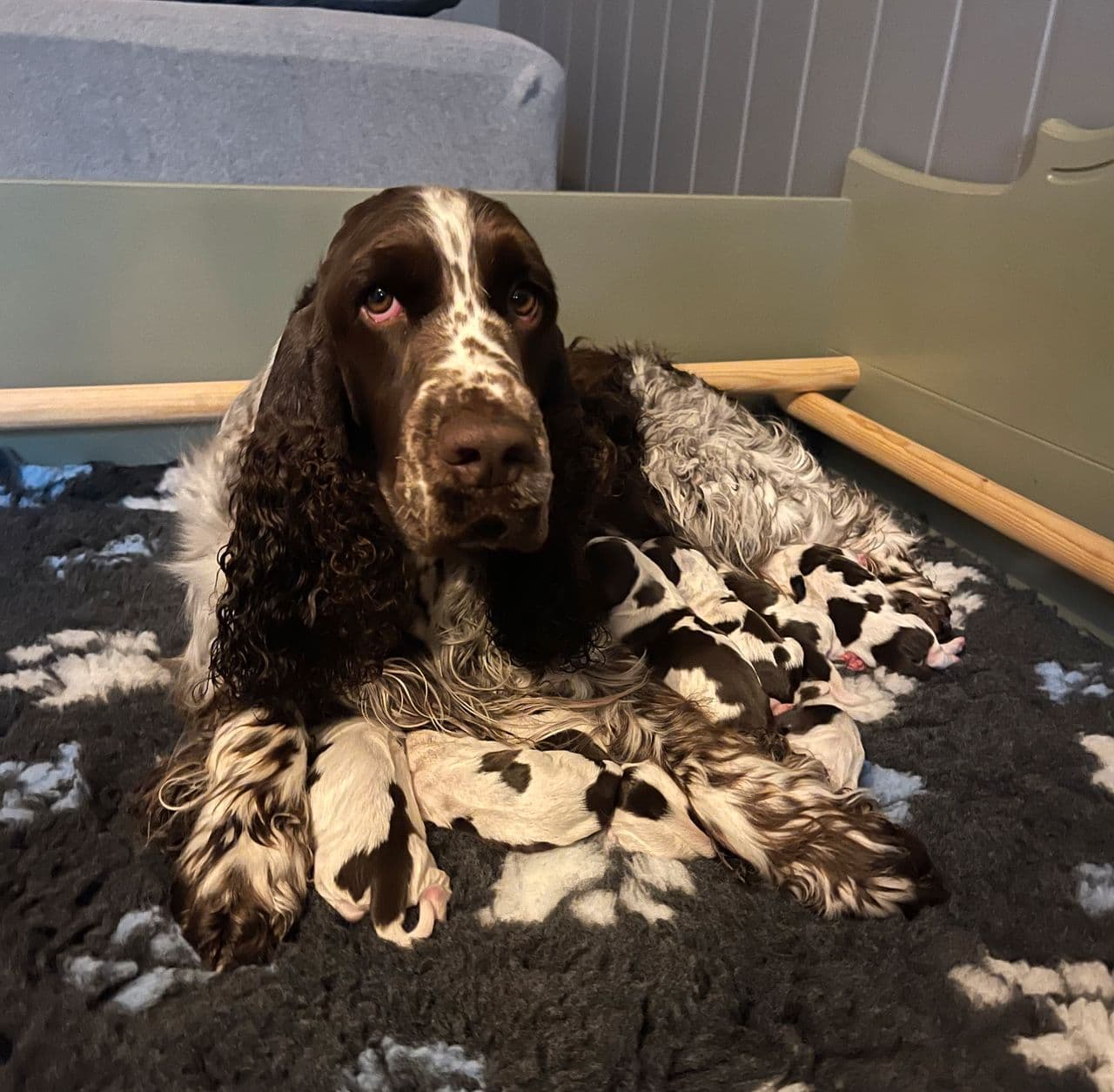 Engelsk springer spaniel valper