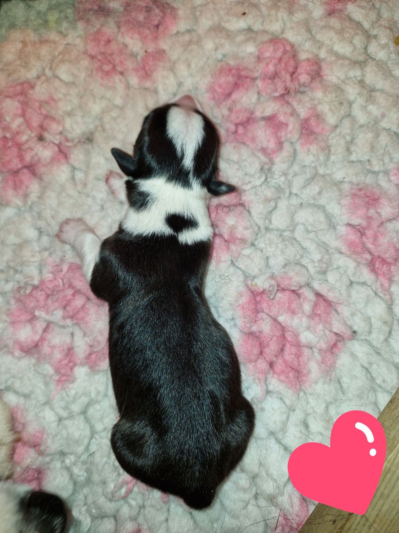 Welsh corgi cardigan valper
