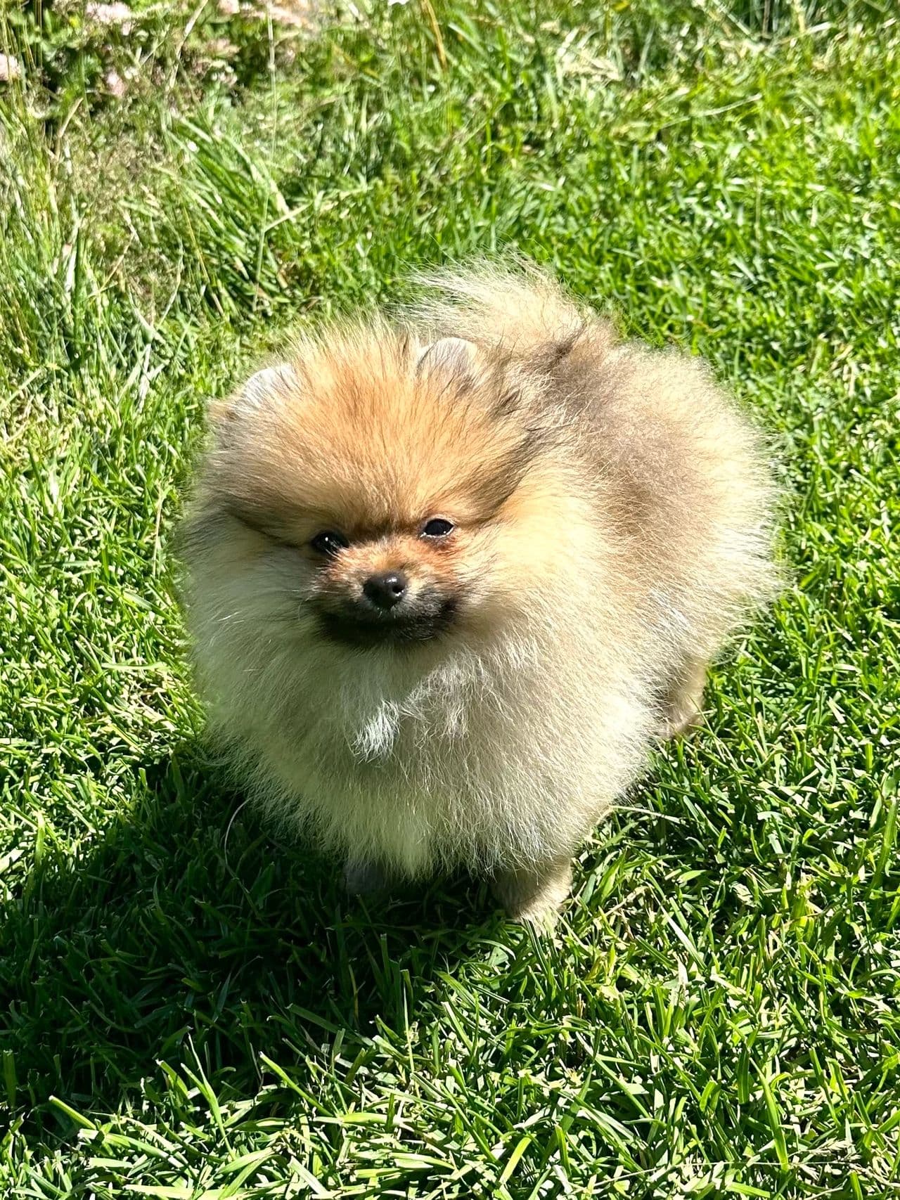 NKK registrert Pomeranian gutt