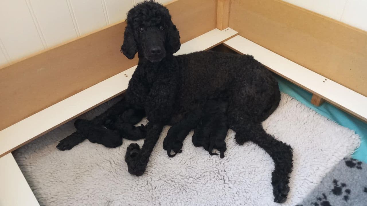 Stor puddel valper fra Kennel Skrivarbakken