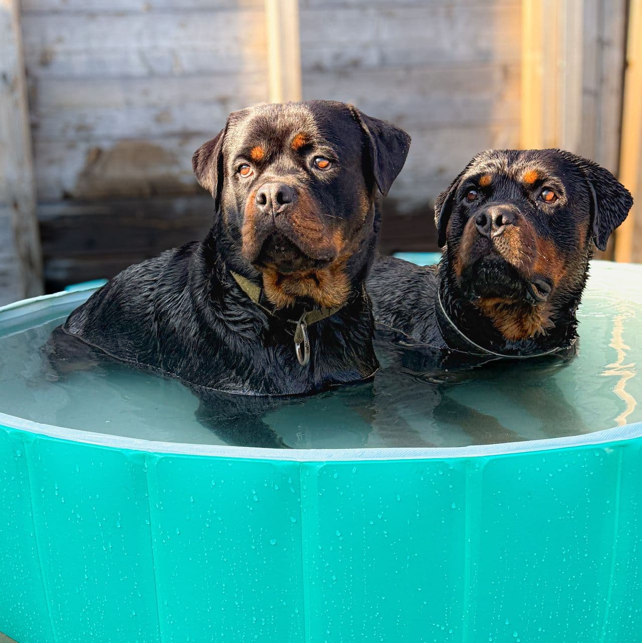 Rottweiler valper
