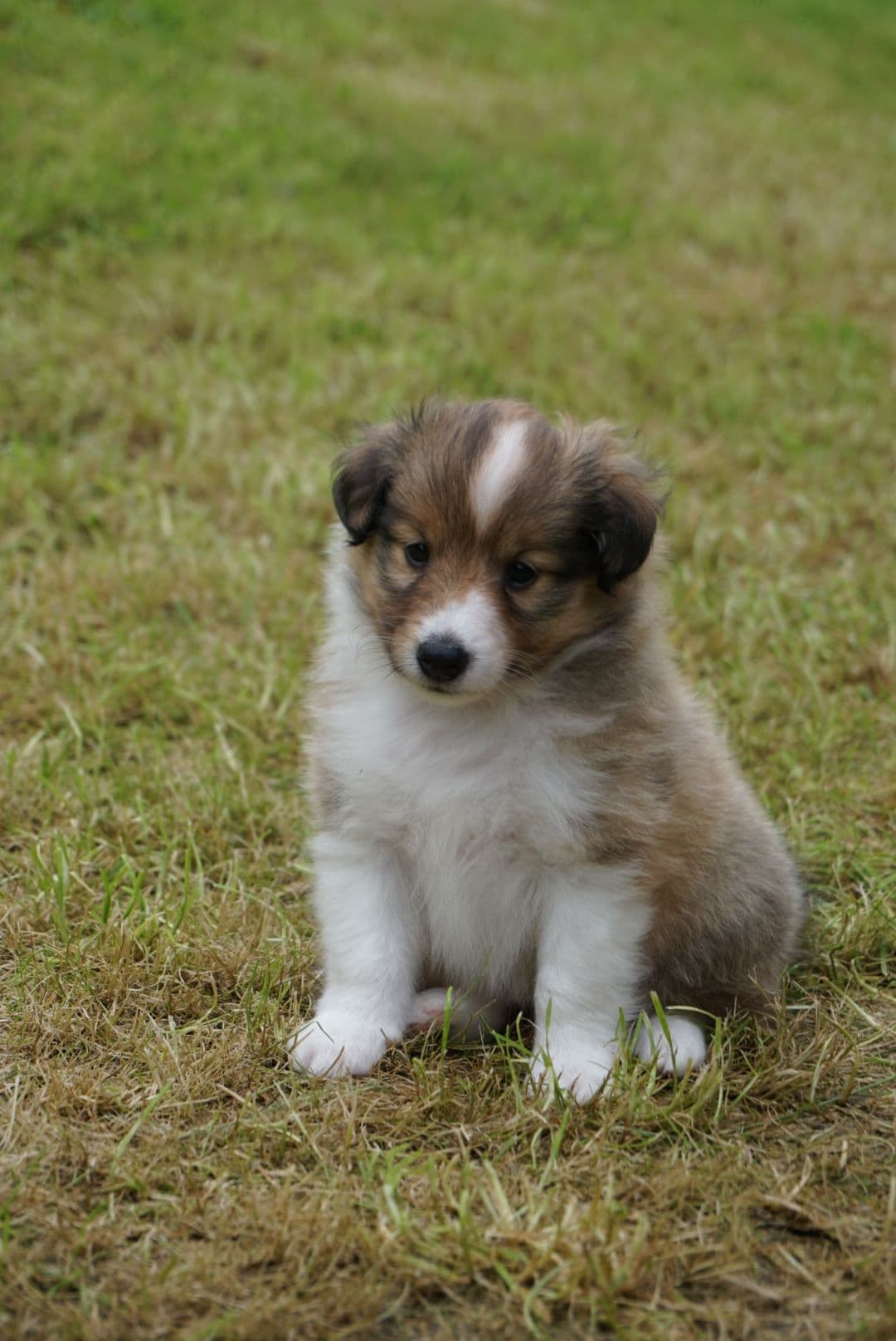 Shetland Sheepdog Valper
