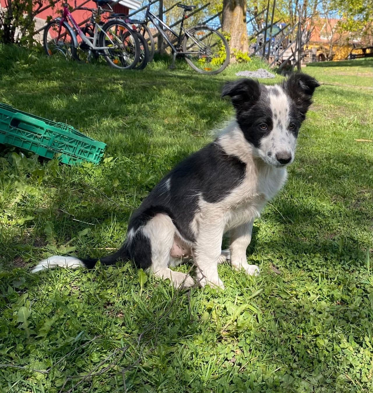 Border Collie valp RESERVERT