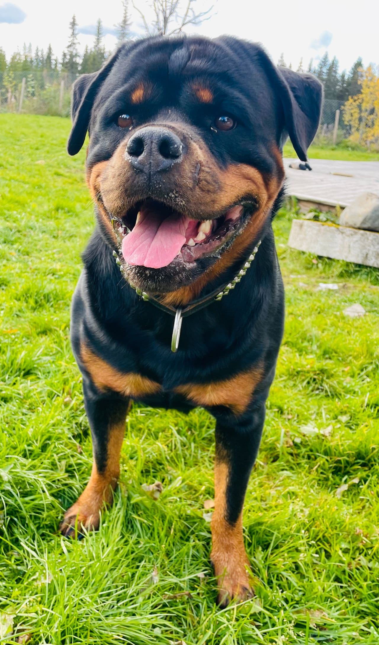 Rottweiler tispe