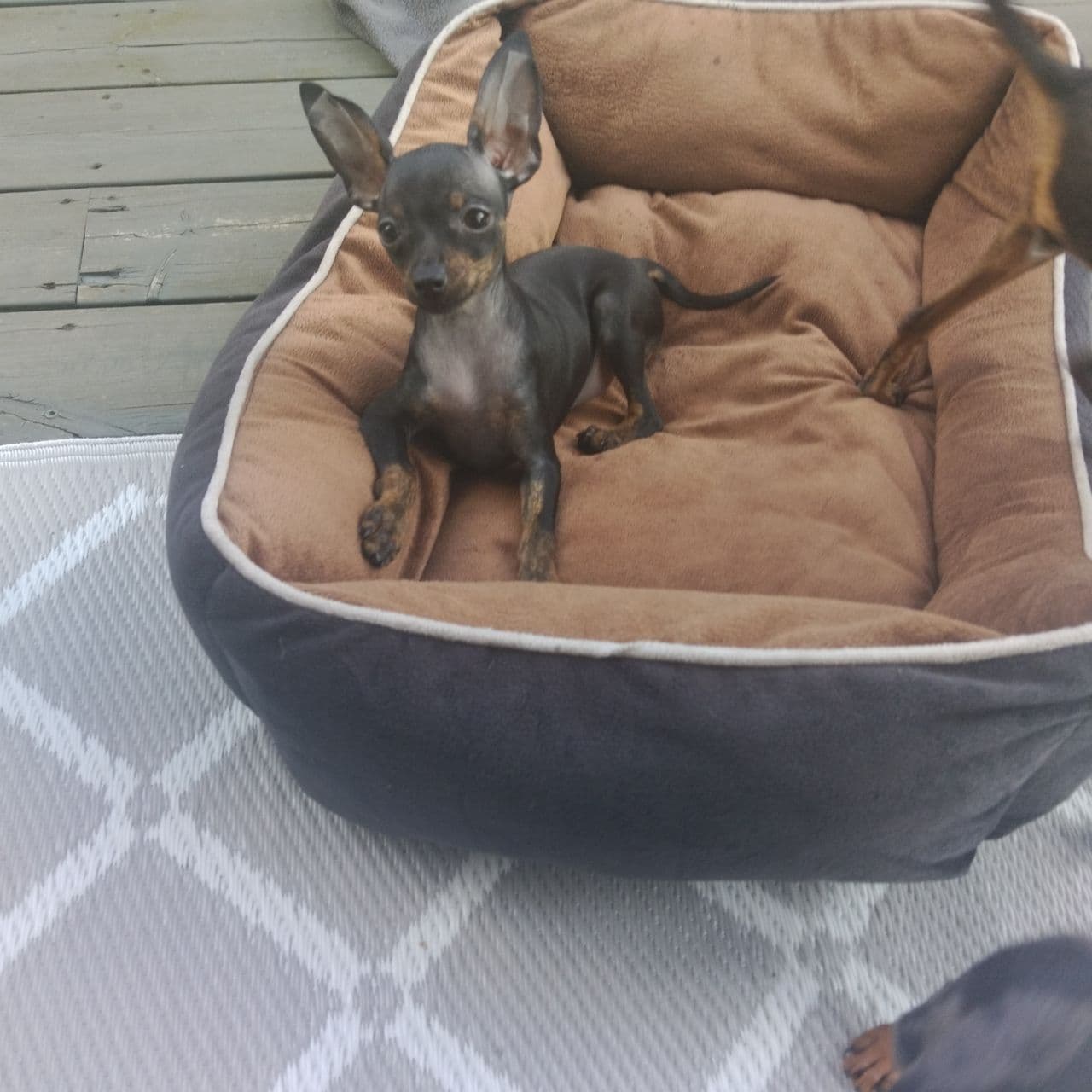 Prazsky Krysarik/Tsjekkisk Rottehund